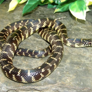 Florida Kingsnake for Sale