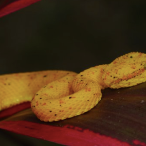 Golden Eyelash Viper For Sale