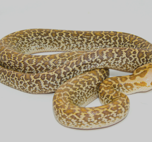 Granite Burmese Python for Sale