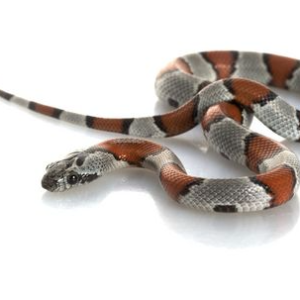 Gray Banded Kingsnake for Sale