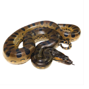 Green Anaconda for Sale