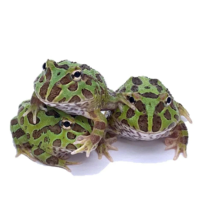 Green Pacman Frog for Sale