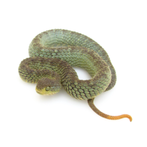 Green Squamigera Bush Viper For Sale