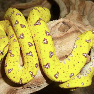 Green Tree Python for Sale