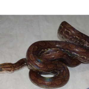 Guyana Rainbow Boa for Sale