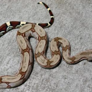 Guyana Red Tail Boa for Sale