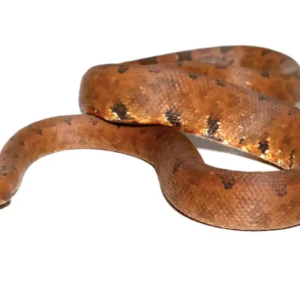 Halmahera Ground Boa For Sale