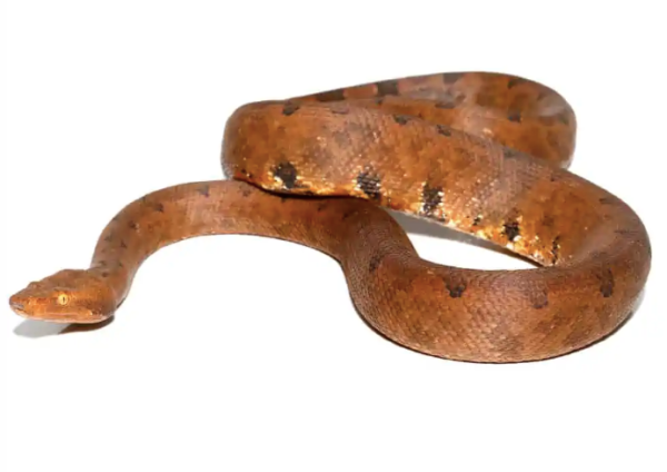 Halmahera Ground Boa For Sale