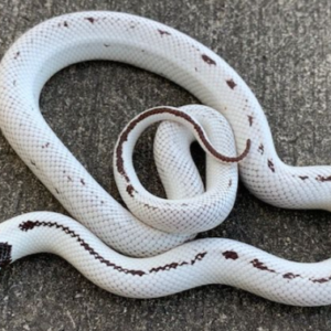 High White California Kingsnake For Sale