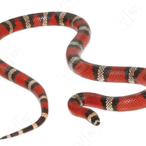 Honduran Milk Snake For Sale