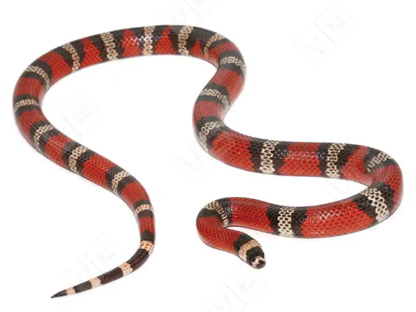 Honduran Milk Snake For Sale