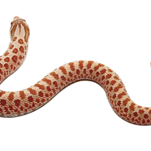 Hypo Western Hognose Snake For Sale