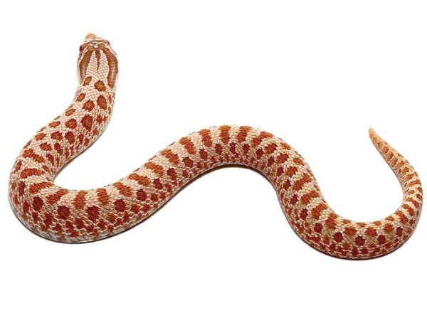 Hypo Western Hognose Snake For Sale