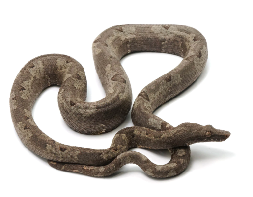 Indonesian Tree Boa for Sale - Rept Marts