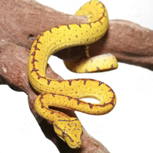 Jayapura Green Tree Python For Sale