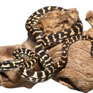 Jungle Carpet Python For Sale