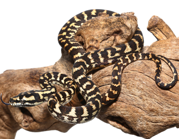 Jungle Carpet Python For Sale