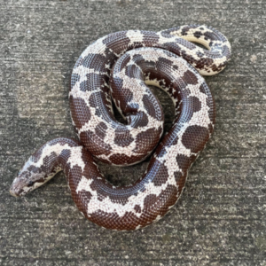 Kenyan Sand Boa for Sale