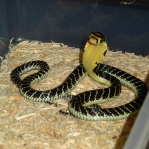 King Cobra For Sale