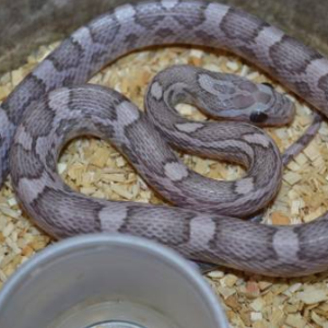 Lavender Corn Snake for Sale