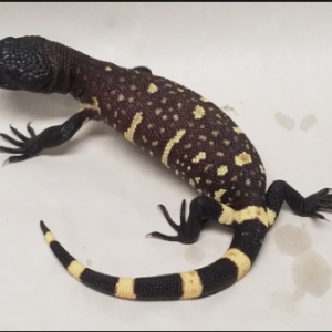 Mexican Beaded Lizard For Sale