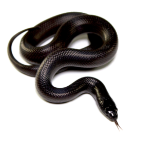 Mexican Black Kingsnake for Sale