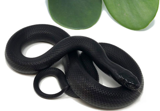 Mexican Black Kingsnake for Sale