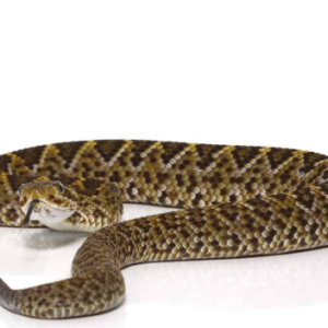 Mexican West Coast Rattlesnake For Sale