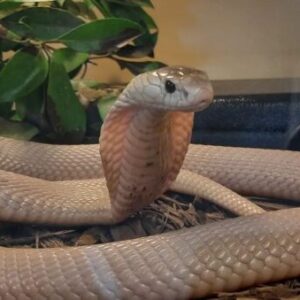 Monocled Cobra For Sale