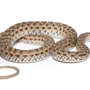 Montpellier Snake For Sale