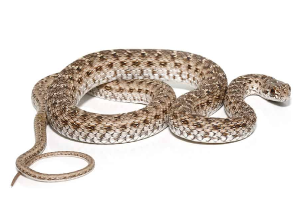 Montpellier Snake For Sale