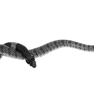 Namibian Coral Cobra For Sale