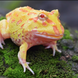 Pacman Frogs for Sale