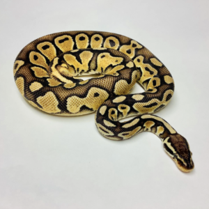 Pastel Ball Python for Sale