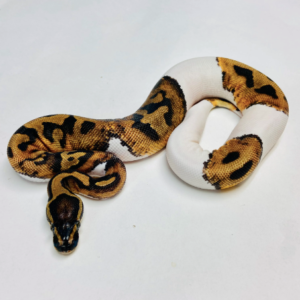 Pied Ball Python For Sale