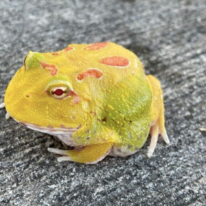 Pikachu Pacman Frog for Sale