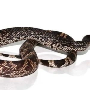 Pine Snake for Sale