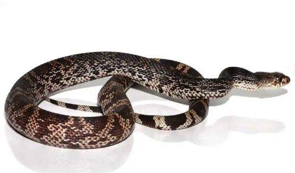 Pine Snake for Sale