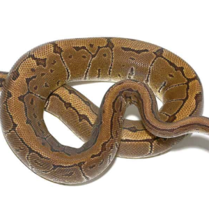 Pinstripe Ball Python for Sale