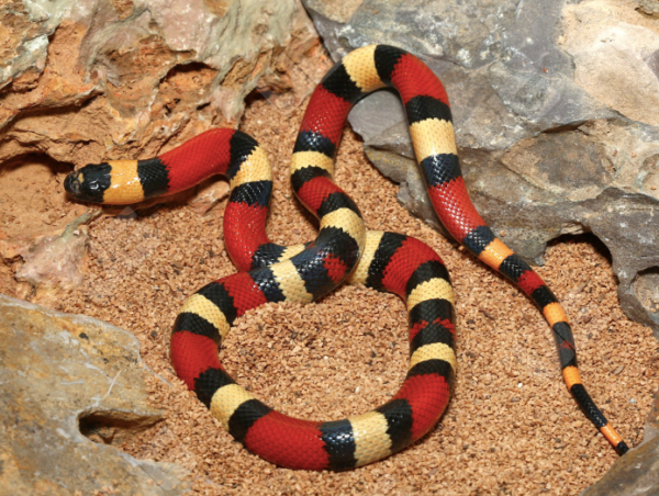 Pueblan Milk Snake For Sale