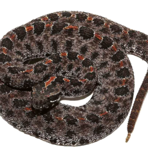 Pygmy Rattlesnake For Sale