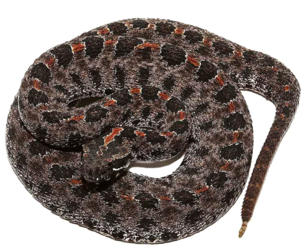 Pygmy Rattlesnake For Sale