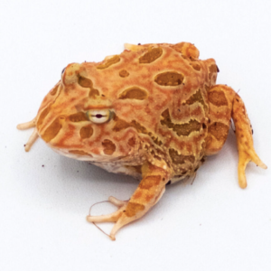 Raspberry Pacman Frog for Sale