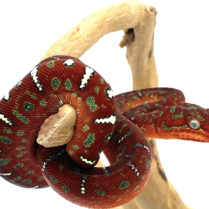 Red Emerald Tree Boa For Sale