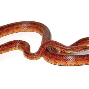 Red Rat Snake For Sale