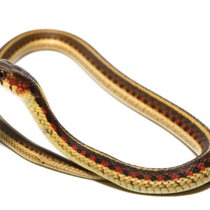 Red Sided Garter Snake For Sale