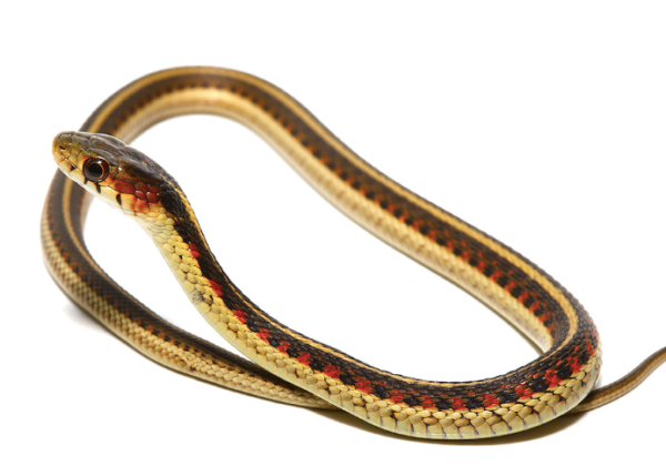 Red Sided Garter Snake For Sale