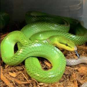 Red Tailed Green Rat Snake For Sale