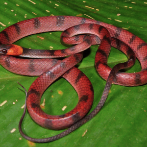 Red Vine Snake for Sale