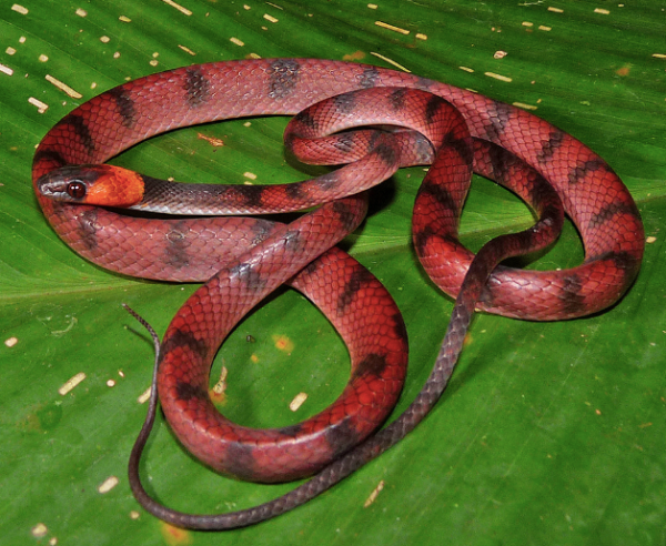 Red Vine Snake for Sale